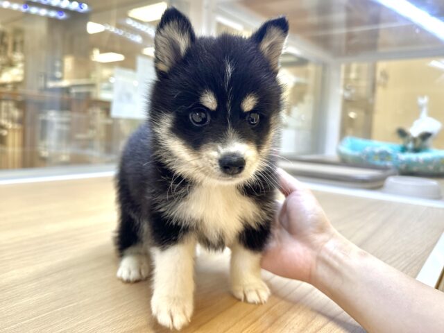 ポメハスキー