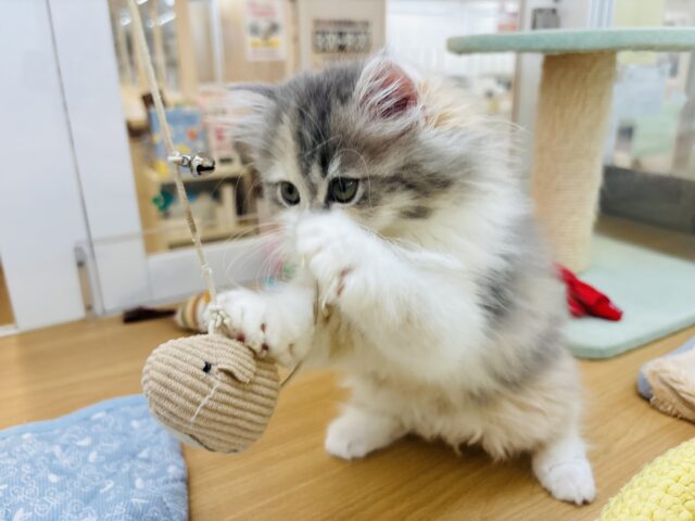 ミヌエット