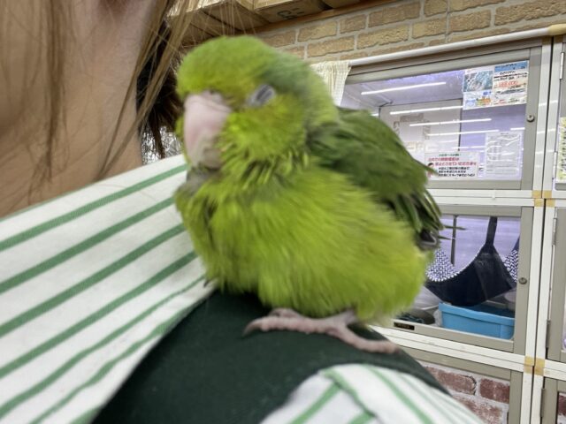 極小インコ💚いつまでも甘えん坊ちゃん♫マメルリハ(グリーン)の女の子! マメルリハ