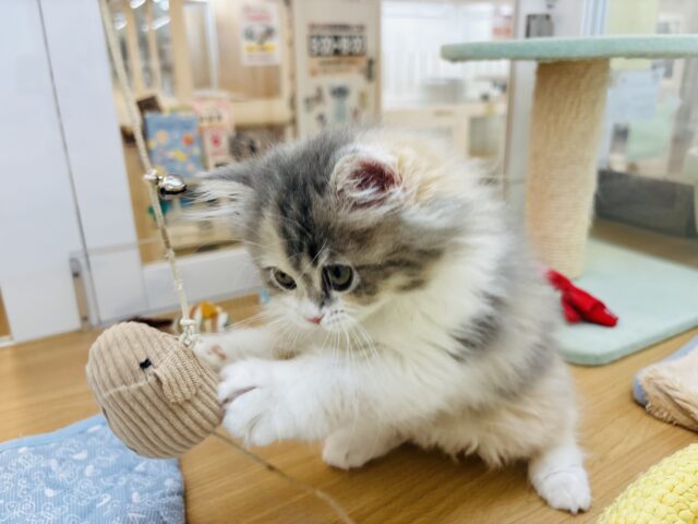 ミヌエット