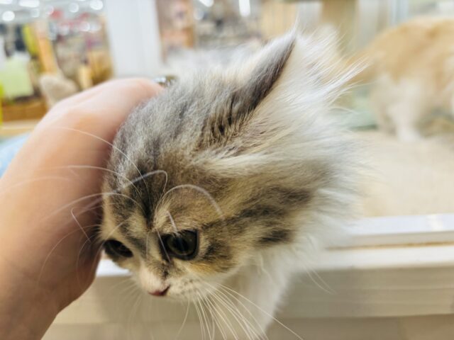 ミヌエット