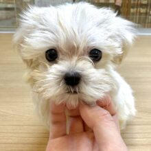 ふわふわべびちゃん♡マルプー男の子