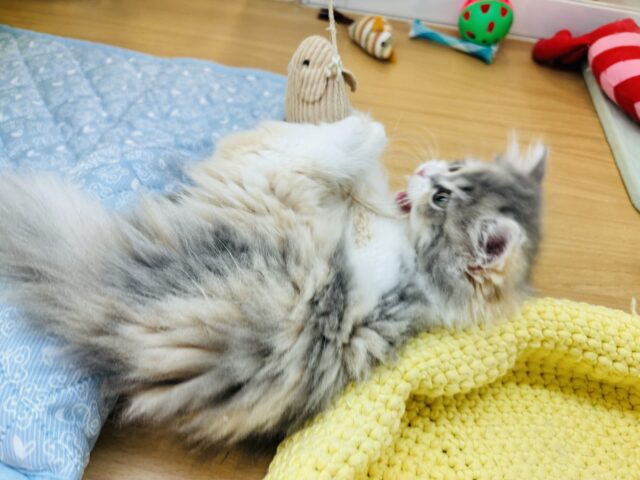 ミヌエット