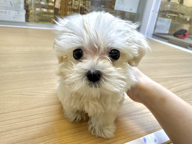 マルプー
