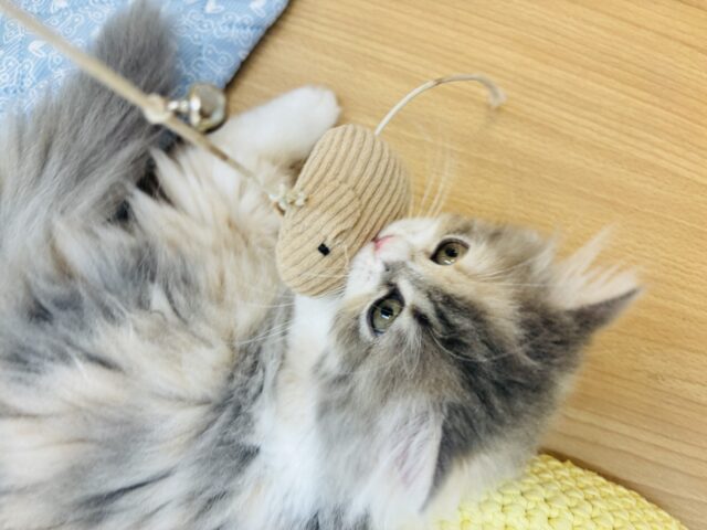ミヌエット