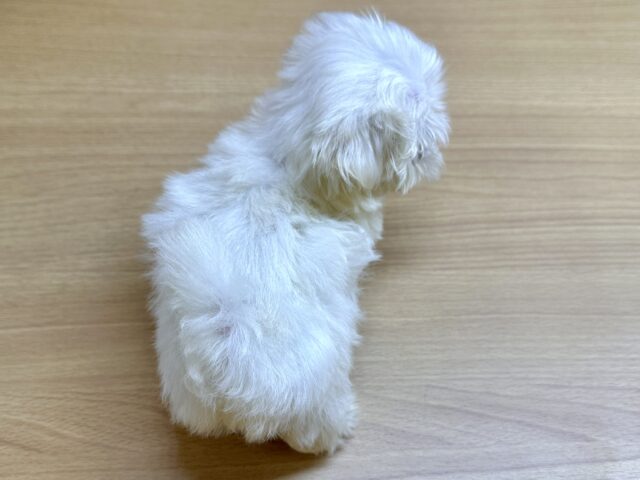 マルプー