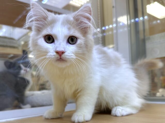 超元気！ラガマフィン男の子🧡