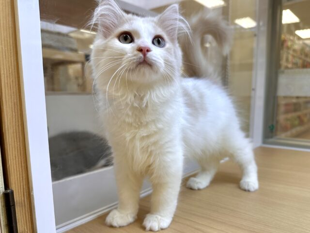 ラガマフィン