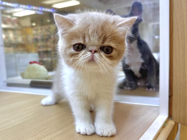 エキゾチック
