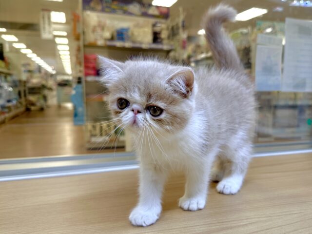 エキゾチック