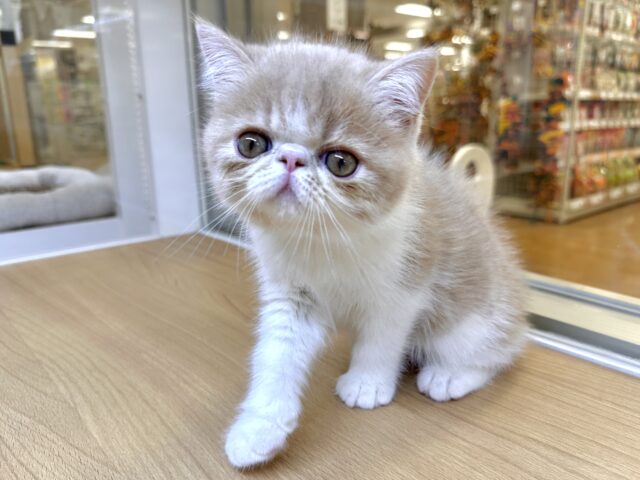 癒し系✨️🌟💫💖⭐️エキゾチック男の子