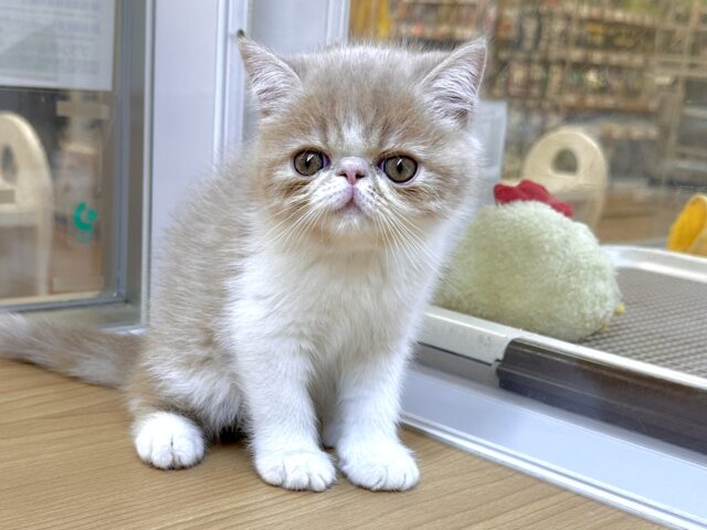 エキゾチック
