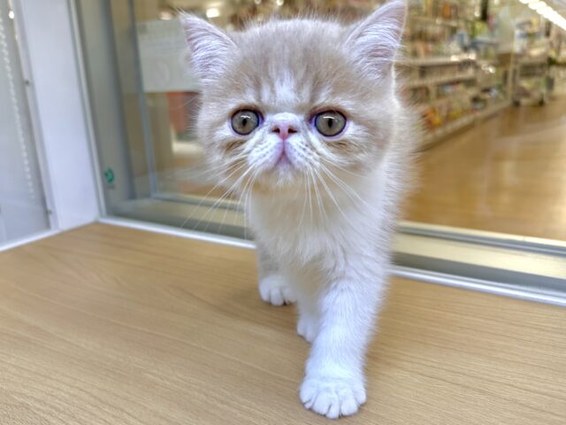 エキゾチック
