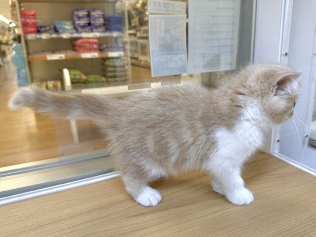 エキゾチック