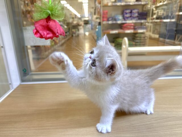 エキゾチック