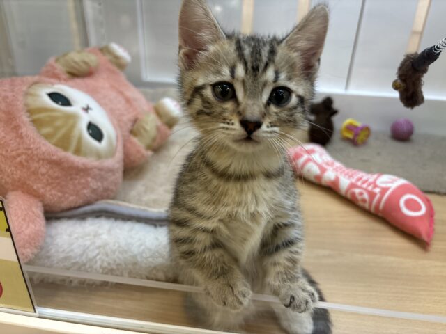 マンチカン