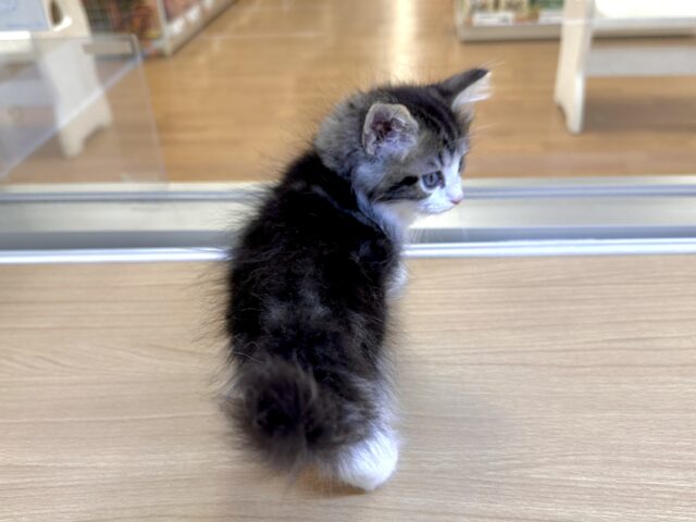 ノルウェージャンフォレストキャット