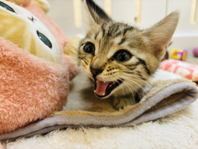 マンチカン
