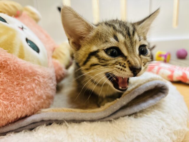 マンチカン