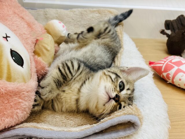 マンチカン