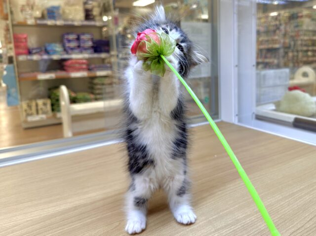ノルウェージャンフォレストキャット
