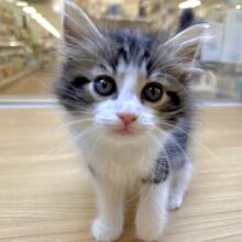 おっとり(◜ᴗ◝ )ノルウェージャンフォレストキャット男の子