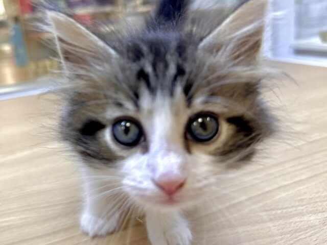 ノルウェージャンフォレストキャット