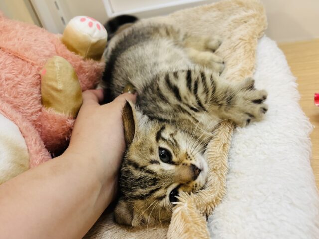 マンチカン