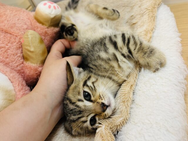 マンチカン
