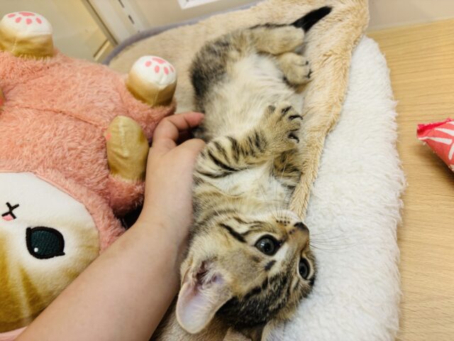 マンチカン