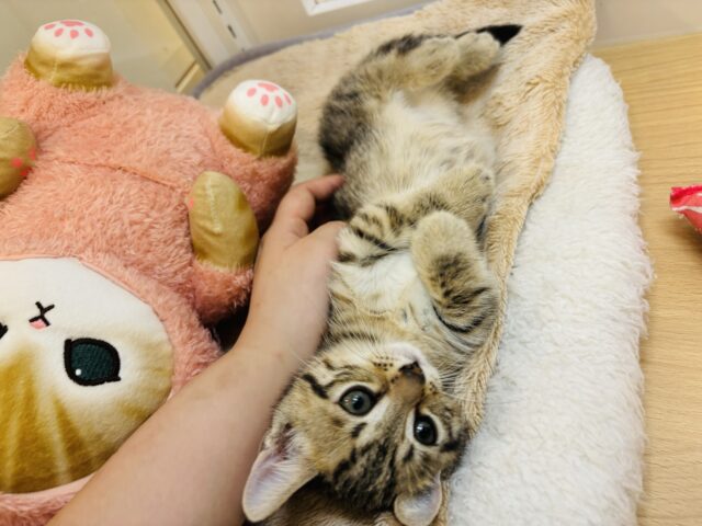 マンチカン