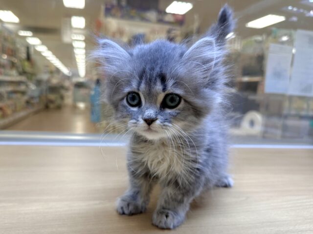 サイベリアン