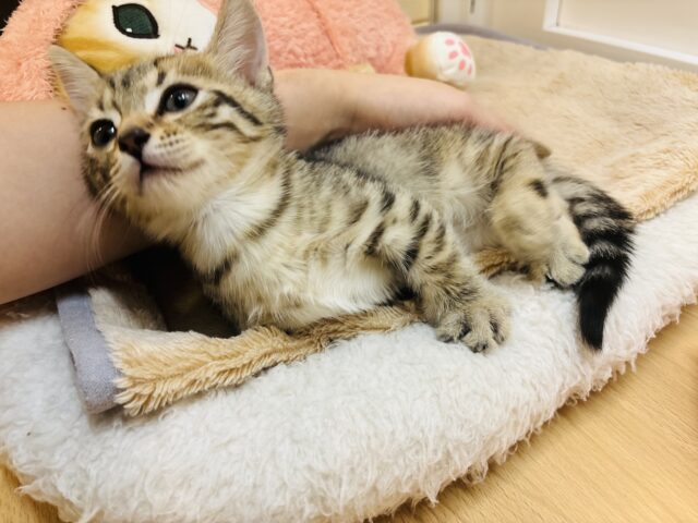 マンチカン