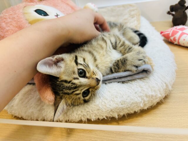 マンチカン
