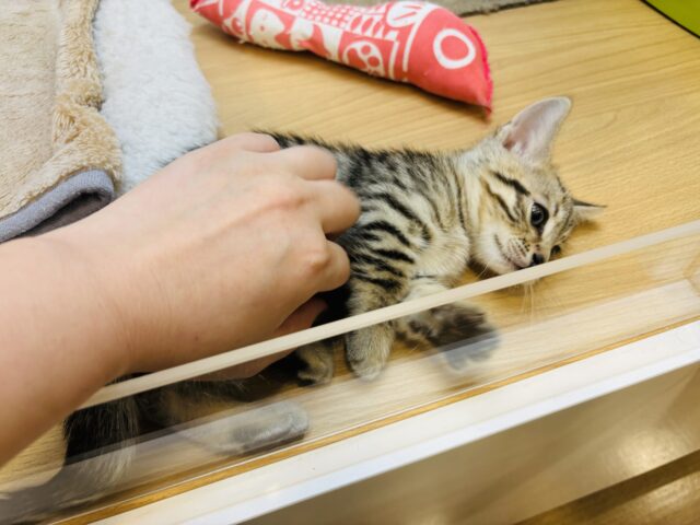 マンチカン