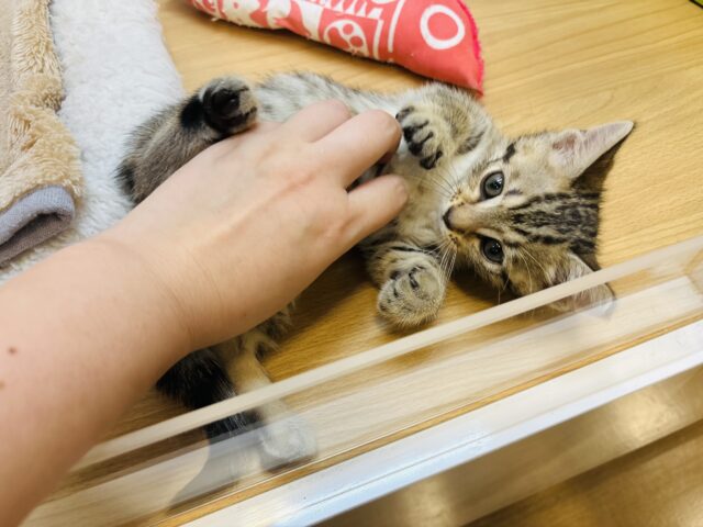 マンチカン