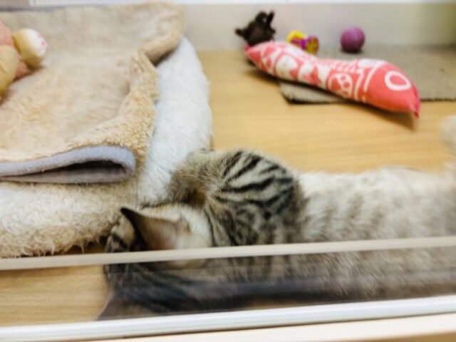 マンチカン