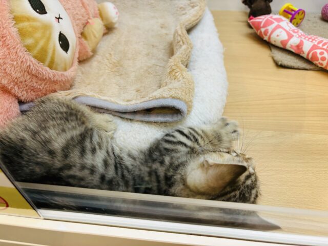 マンチカン