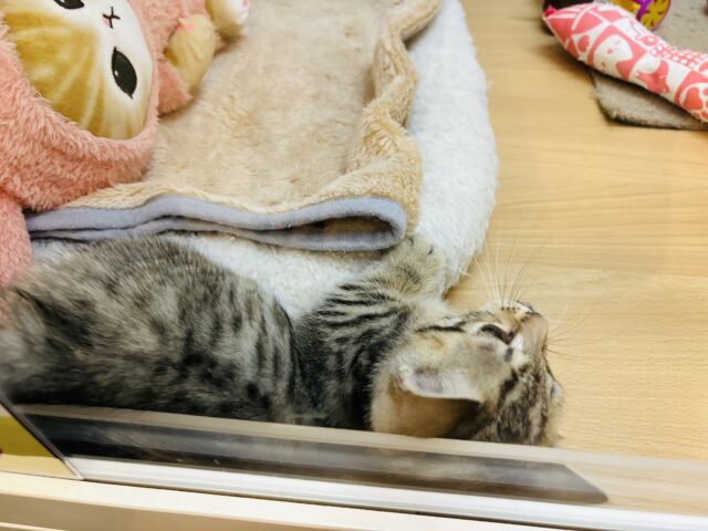マンチカン