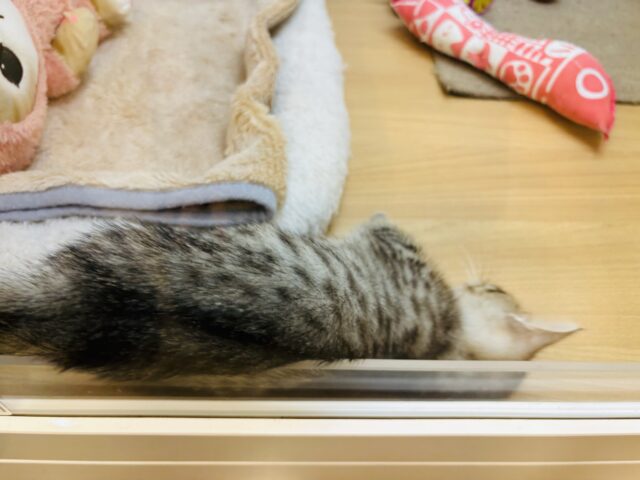 マンチカン