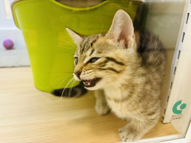マンチカン