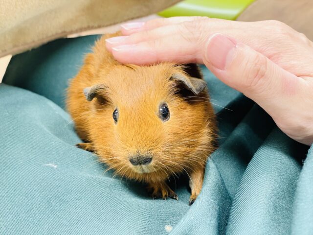 ロシアンモルモット