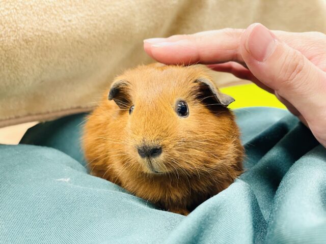 ロシアンモルモット