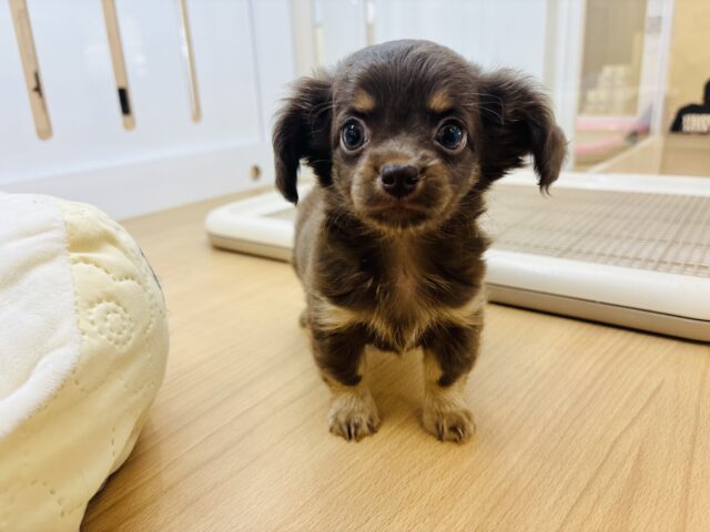 チワックス