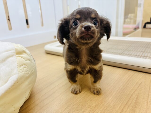 チワックス