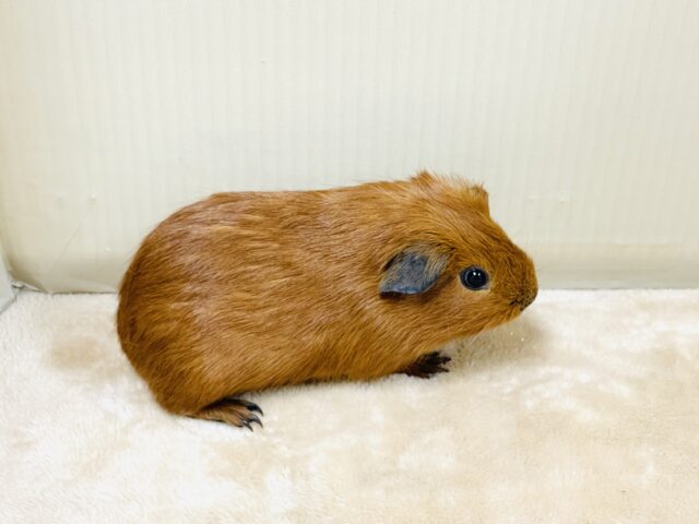 ロシアンモルモット