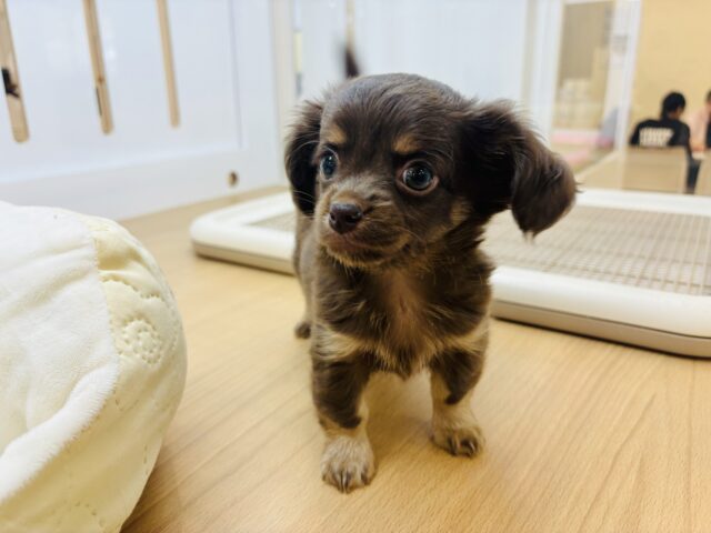 チワックス