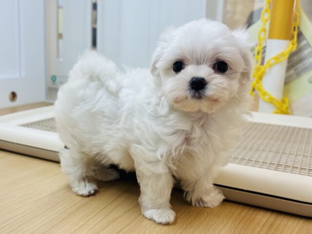 マルチーズ