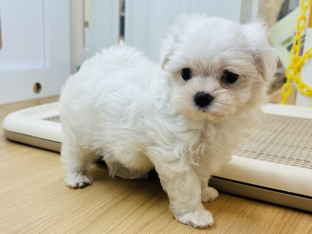 マルチーズ