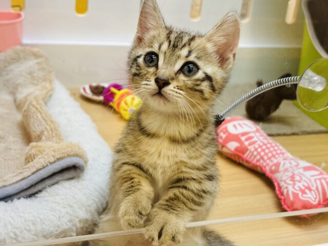 マンチカン